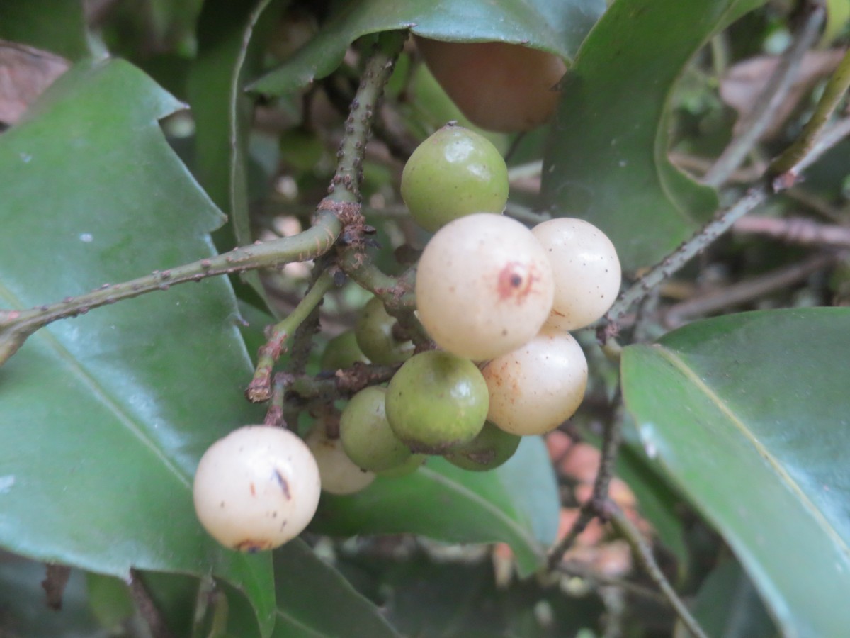 Tetrastigma nilagiricum (Miq.) B.V.Shetty